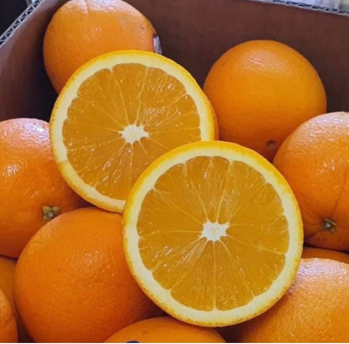 تصدير برتقال فالنسيا 